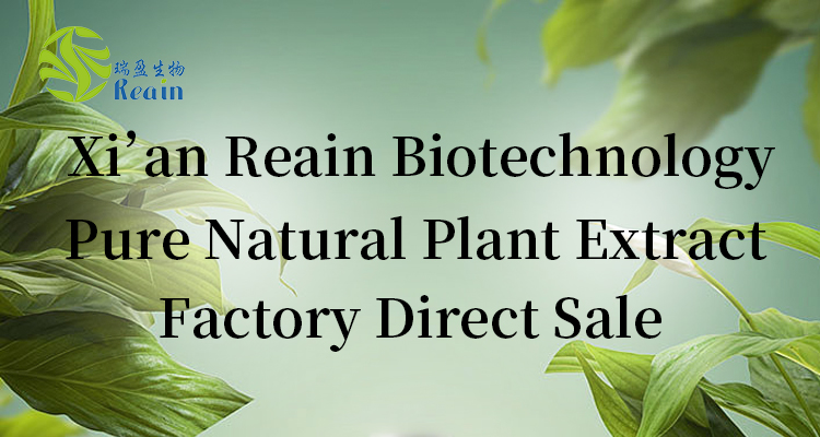 Fava Bean Protein Powder Banner