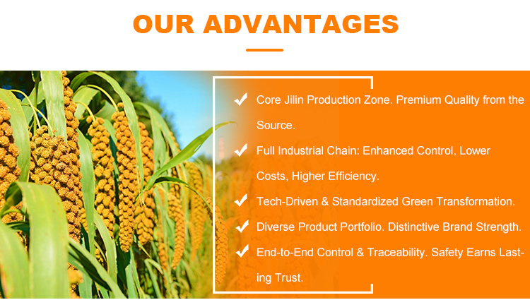 Bulk Chickpeas Organic Certified Gluten Free Plant Based Protein Source for Vegan Food Industry Export