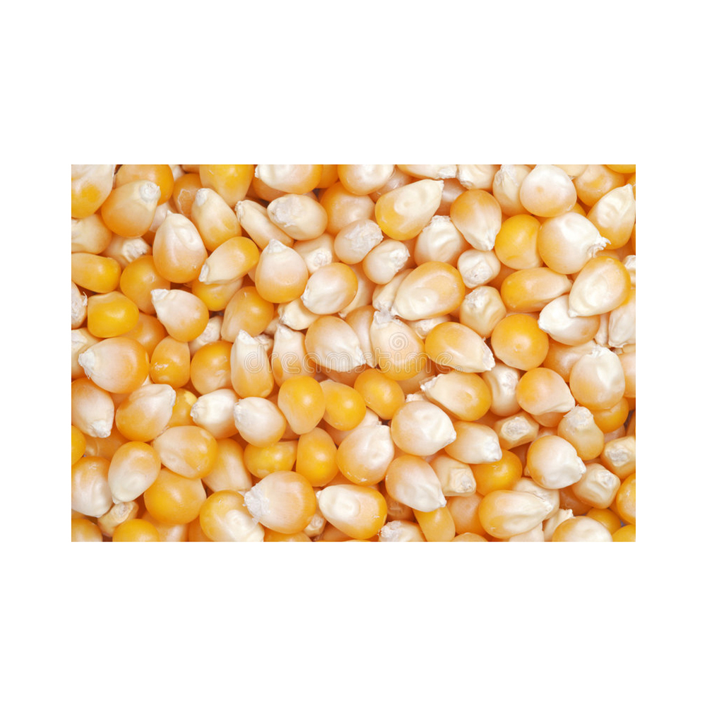 GMO Yellow Corn Quality Check