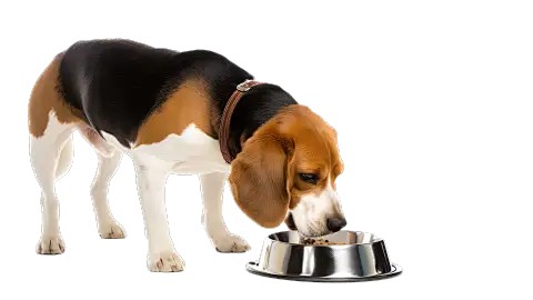 Daily Food Processing