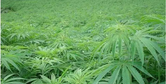 Hemp seed product display