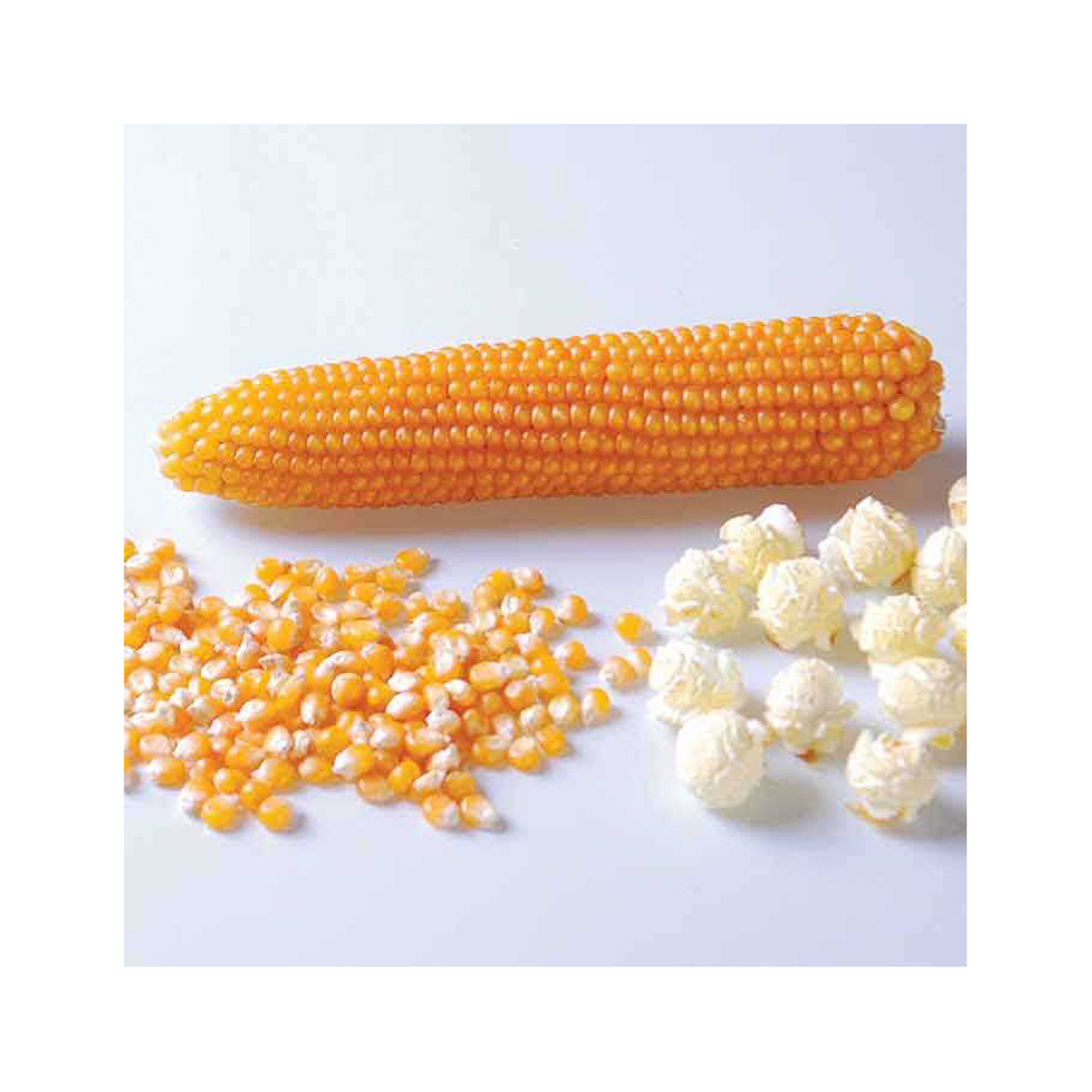 Brazilian Bulk Dried Glutinous Yellow Corn High Protein Pure Natural Healthy 2 Years Shelf Life Animal Feed Wholesale GMO 50kg