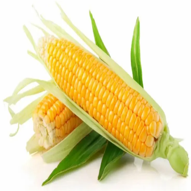 High Quality GMP Natural Corn Protein Powder Food Grade Vacuum Packed in Drums
