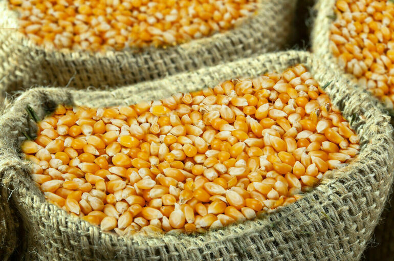Non-GMO Dried Yellow Corn-100% Pure Natural High Protein 25/50kg PP Bags