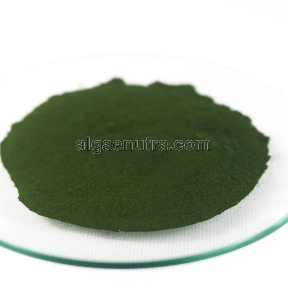Free Sample of Chlorella Powder From Green Algae High Protein