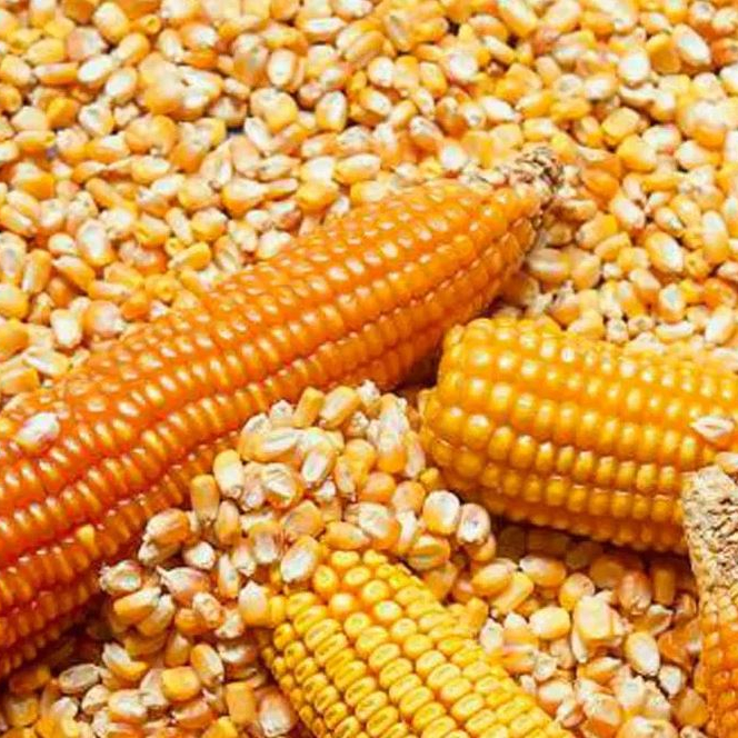 Non-GMO Dried Yellow Corn-100% Pure Natural High Protein 25/50kg PP Bags