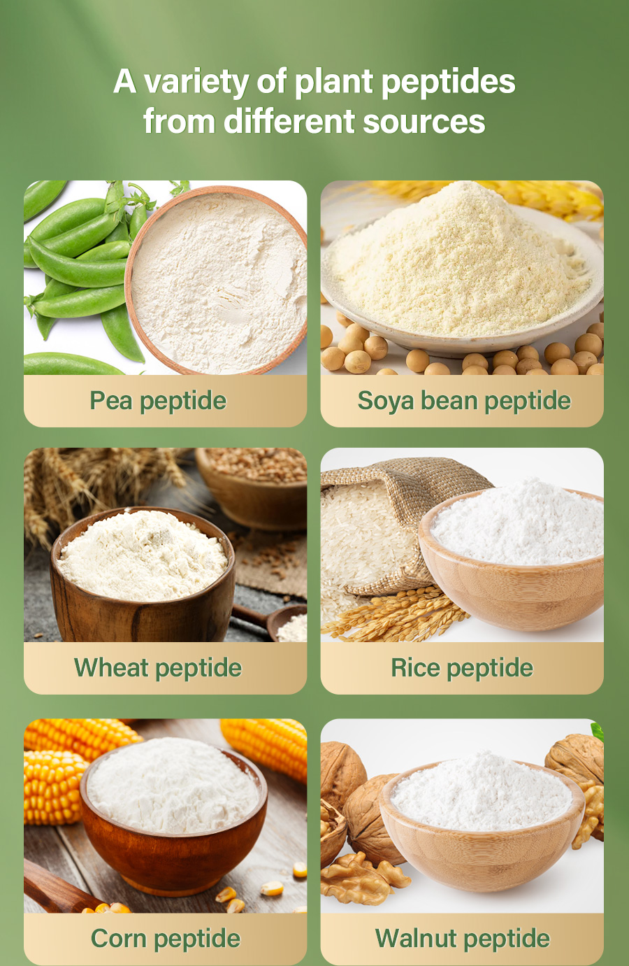 Pea Protein Peptide Display 5