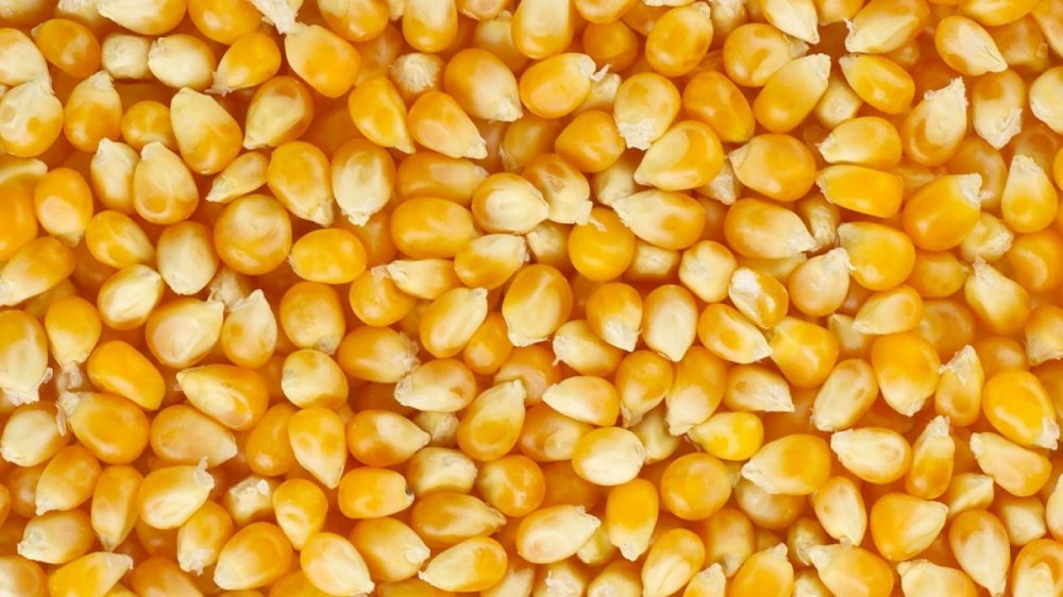 Non-GMO Dried Yellow Corn-100% Pure Natural High Protein 25/50kg PP Bags
