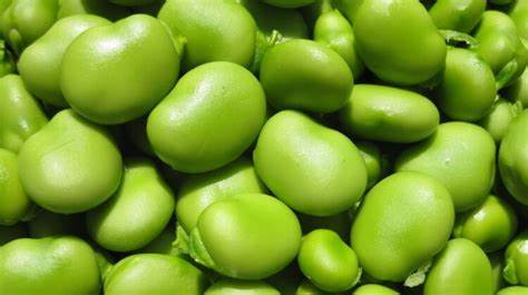 Fava Bean Protein Powder 65% Food Grade Bulk For Plant Based Protein Supplement