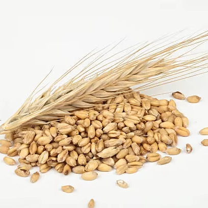 Durum Wheat Grain High Protein Content | Wholesale Supplier