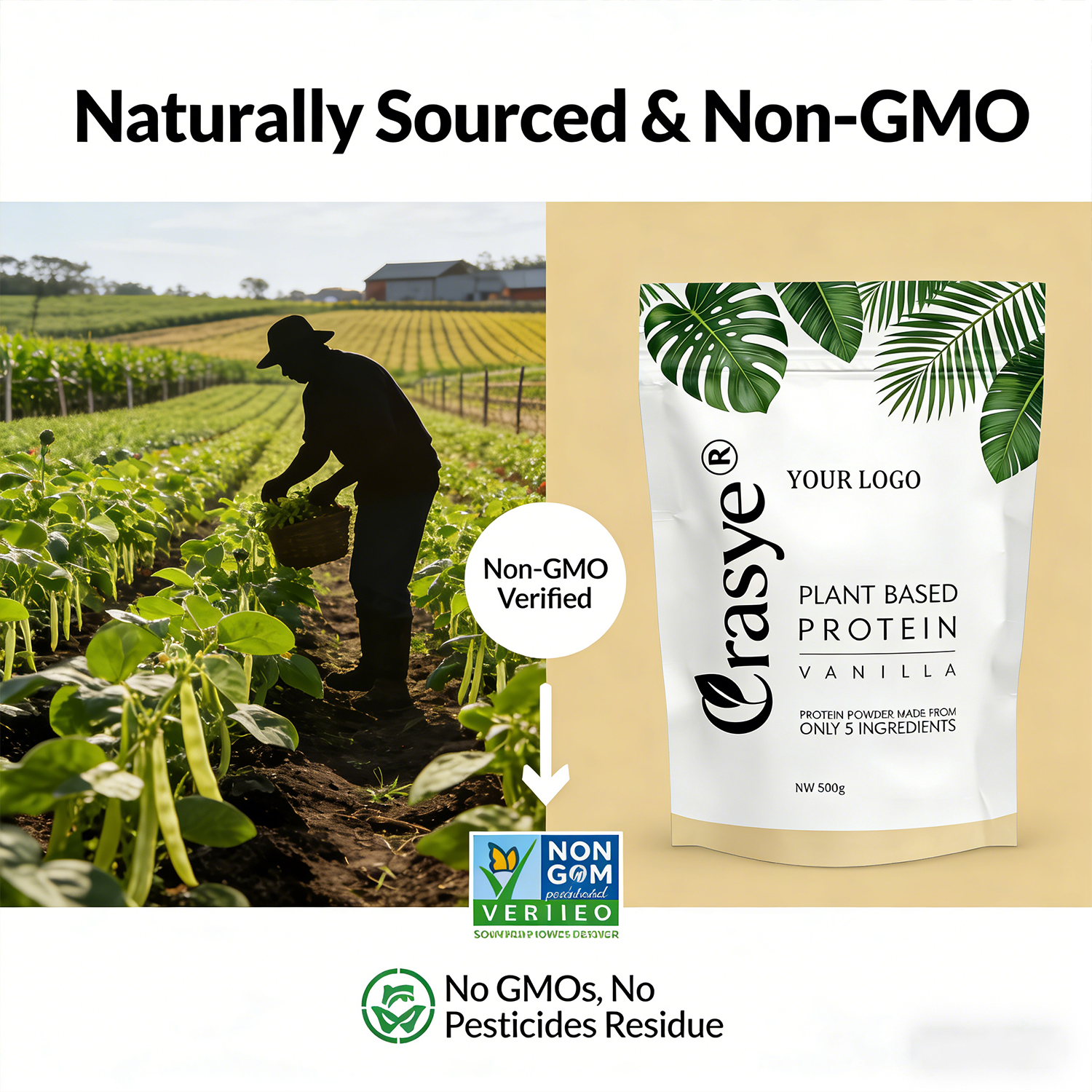OEM/ODM High Protein Plant Based Powder 5 Natural Ingredients Pea Protein Naturan Sports Supplement for Gmy &amp; Muscle Recovery