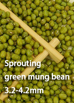 Mung Bean B