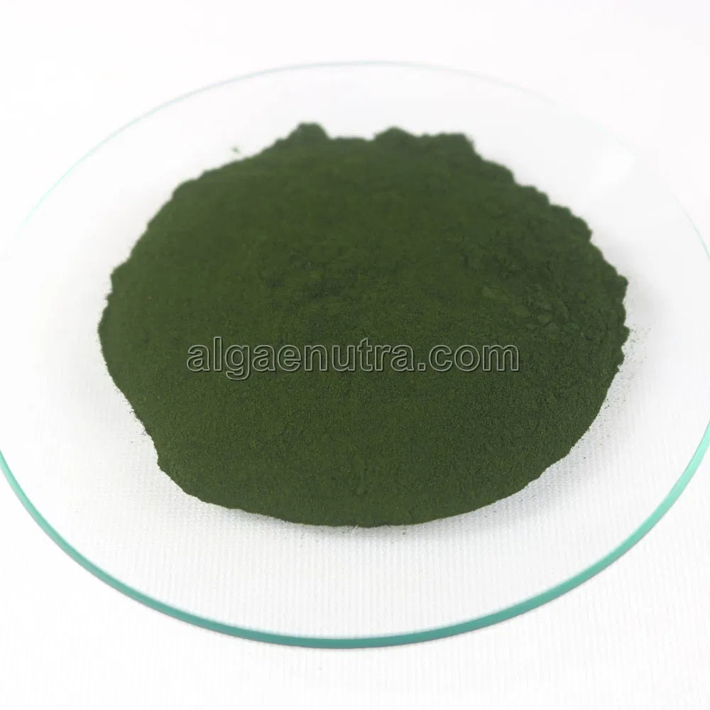 Free Sample of Chlorella Powder From Green Algae High Protein
