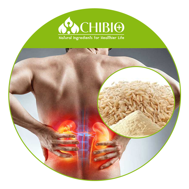 Best Selling Organic Brown Rice Protein 80% for Health Care Body Protecting