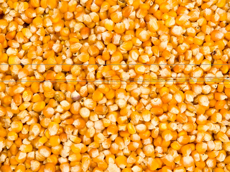 Maize Quality Display 1