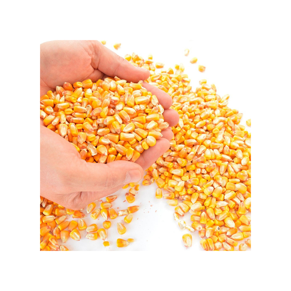 Brazilian Bulk Dried Glutinous Yellow Corn High Protein Pure Natural Healthy 2 Years Shelf Life Animal Feed Wholesale GMO 50kg