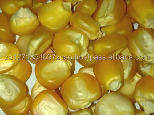Non-GMO Dried Yellow Corn-100% Pure Natural High Protein 25/50kg PP Bags