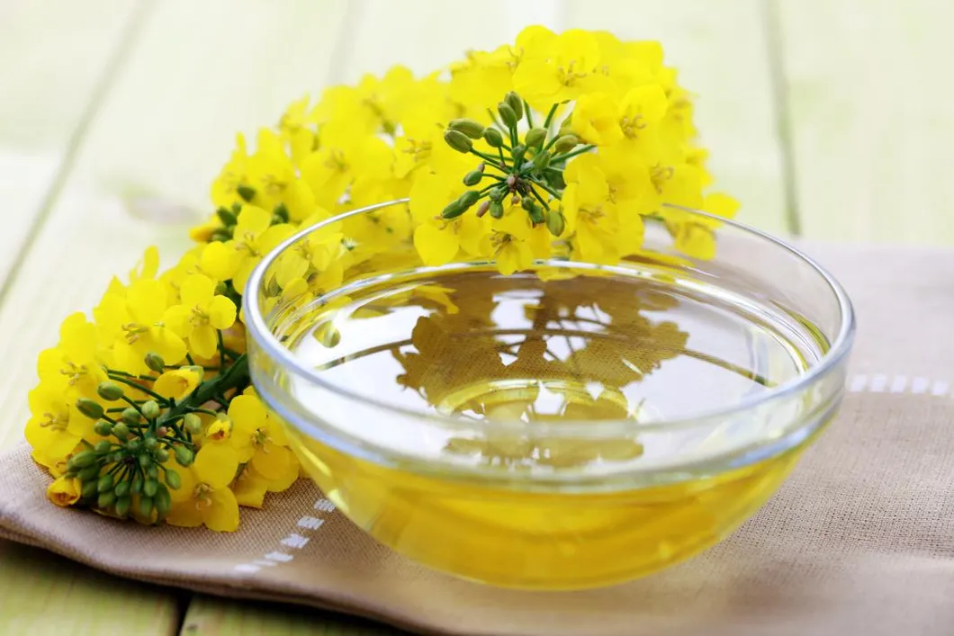 Canola Oil Processing Equipment Oil Extraction and Refinery Workshop