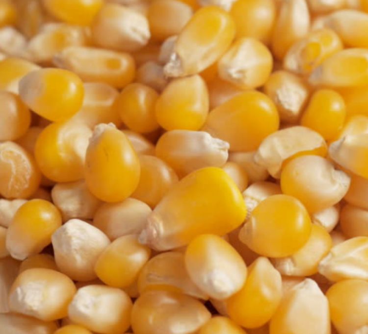 Maize Quality Display 4