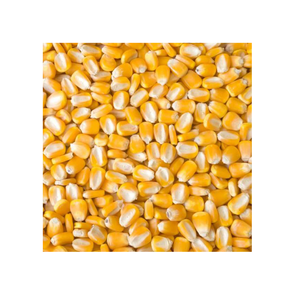 Brazilian Bulk Dried Glutinous Yellow Corn High Protein Pure Natural Healthy 2 Years Shelf Life Animal Feed Wholesale GMO 50kg