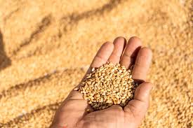 Durum Wheat Grain High Protein Content | Wholesale Supplier