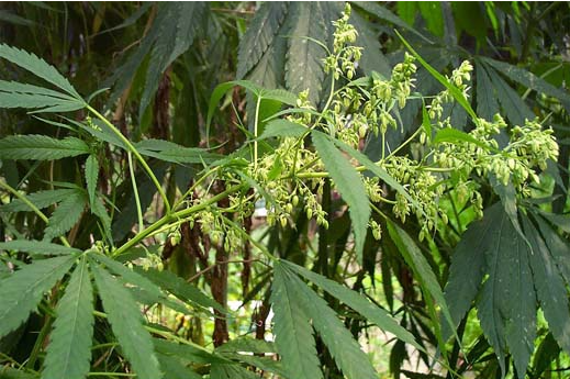 Organic hemp seed oil details