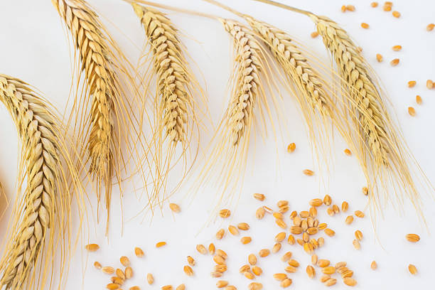 Durum Wheat Grain High Protein Content | Wholesale Supplier
