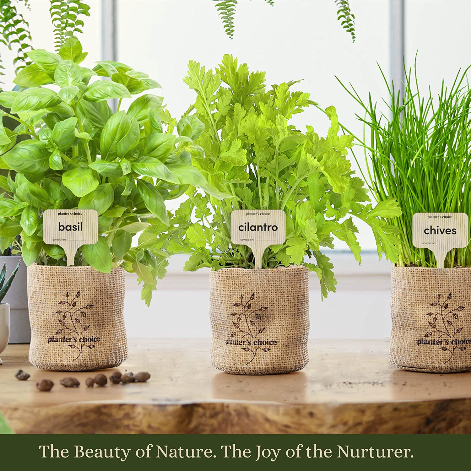 Chinese Factory Priced Indoor Herb Garden Starter Kit Cheap Dry Herb Vaporizers Flower Pot for Home Nursery Planting