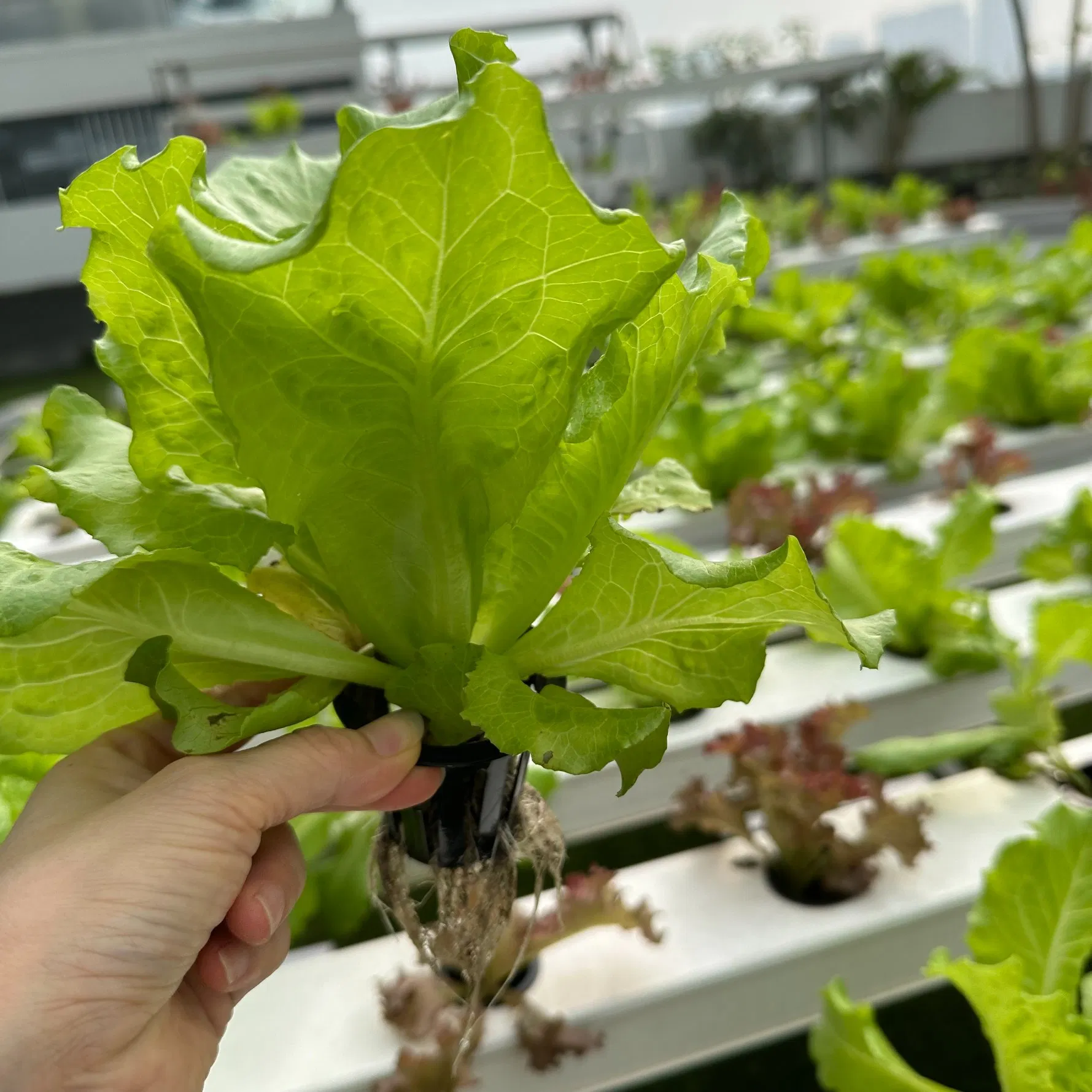 Rolling Glide Rack Nft Vertical Hydroponics System Hydroponics Shelves System