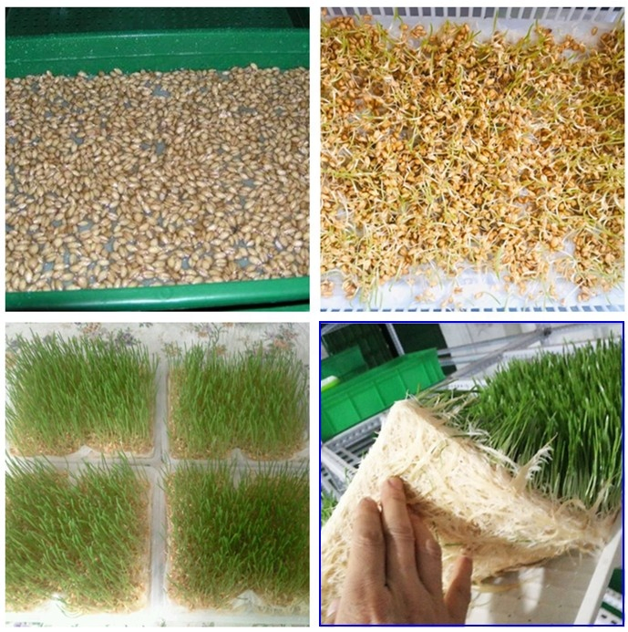 Wholesale Vertical Farming Tower Hydroponic Rack System Machine for Corn