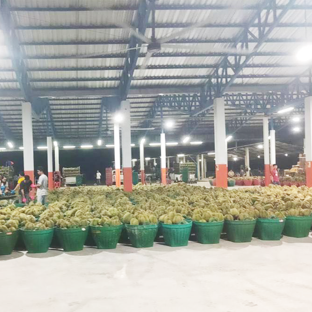 Durian Warehouse in Thailand