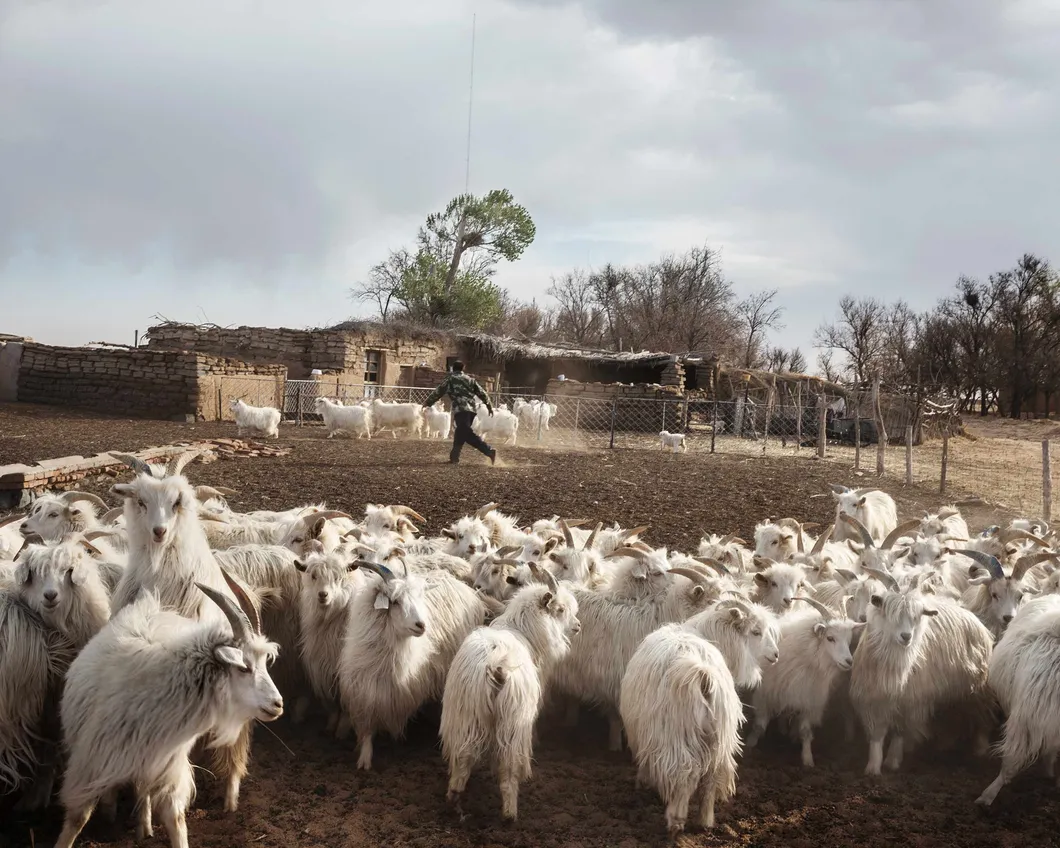Cashmere Goat Herding