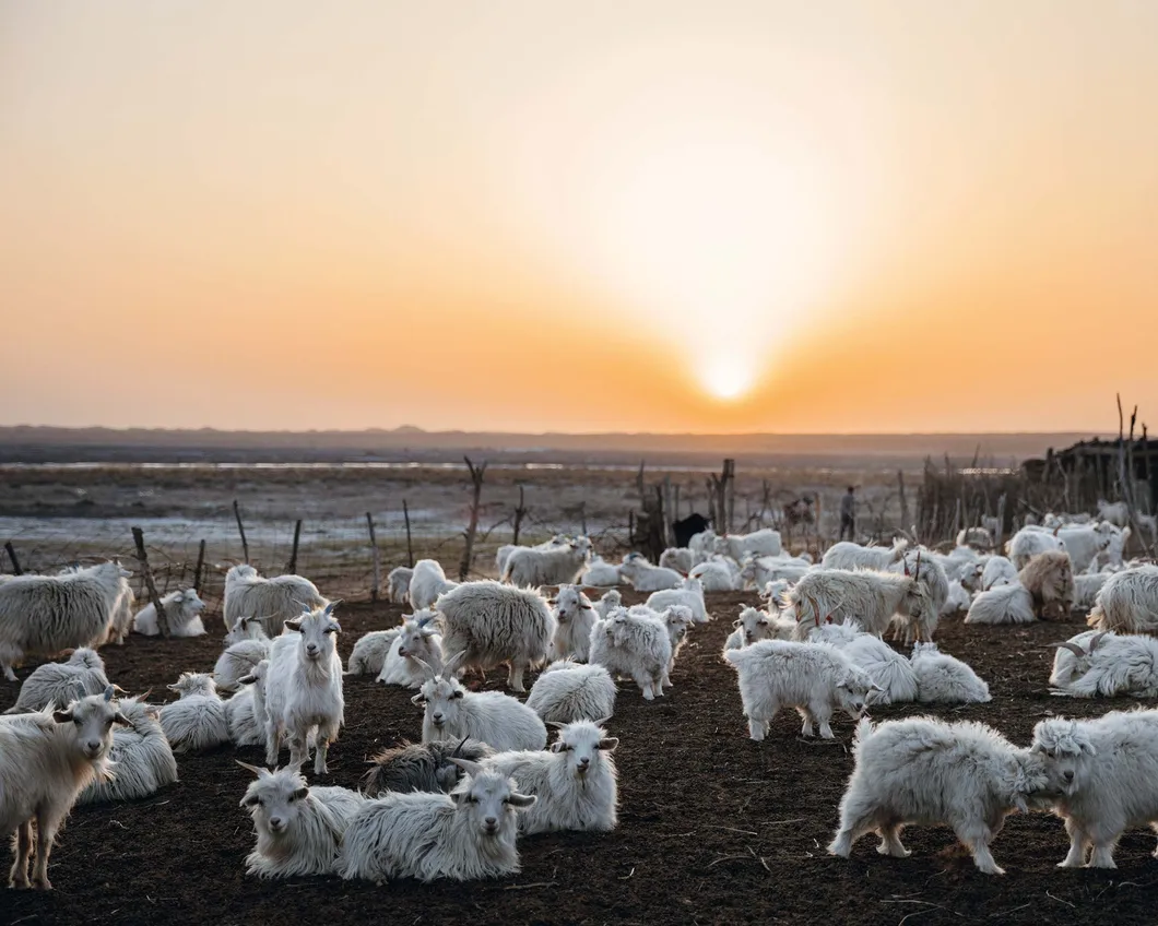 Cashmere Goat Grazing