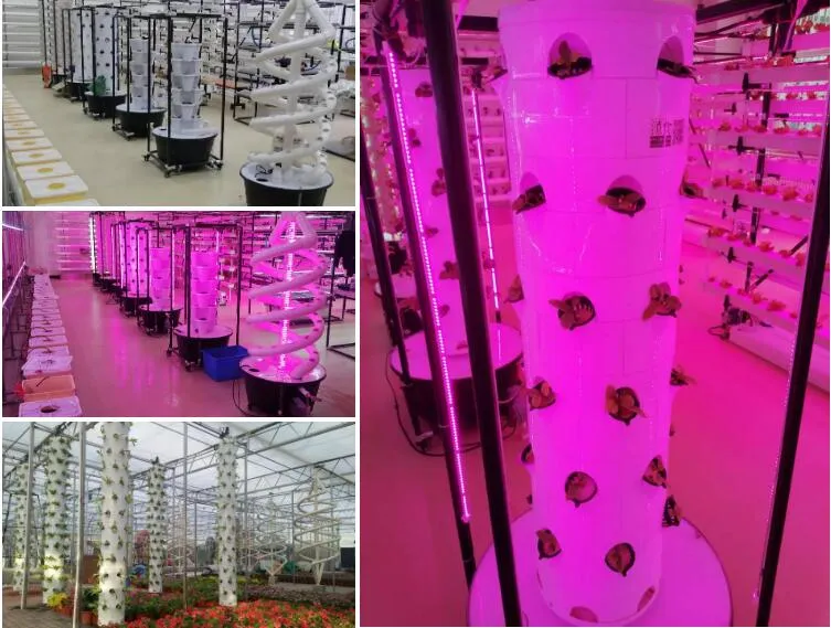 Aeroponic System with Lights