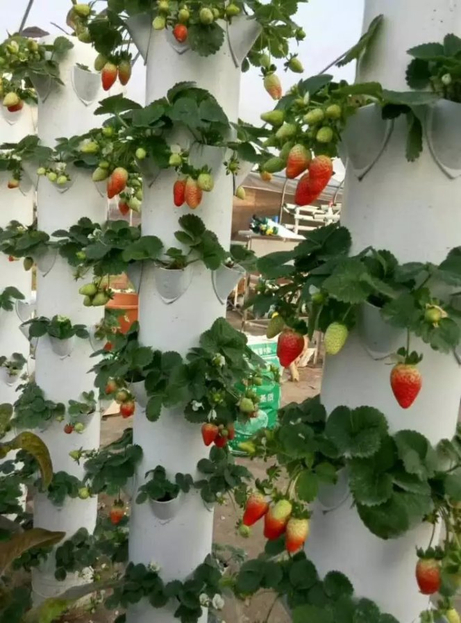 Hydroponic Growing System Indoor Tower Home Vertical Garden Tower