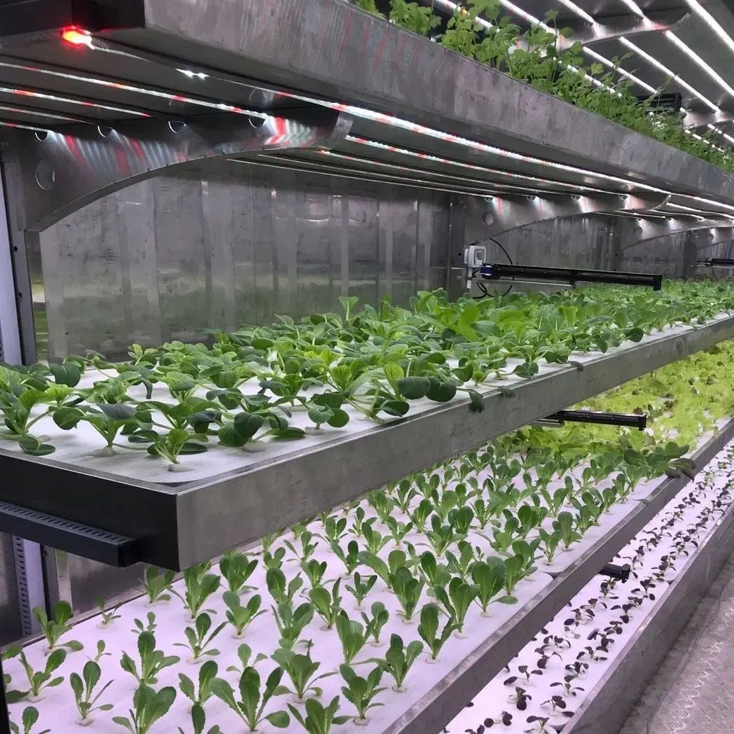 Fazenda de Contêineres de Transporte Plug-and-Play para Verduras Folhosas e Ervas