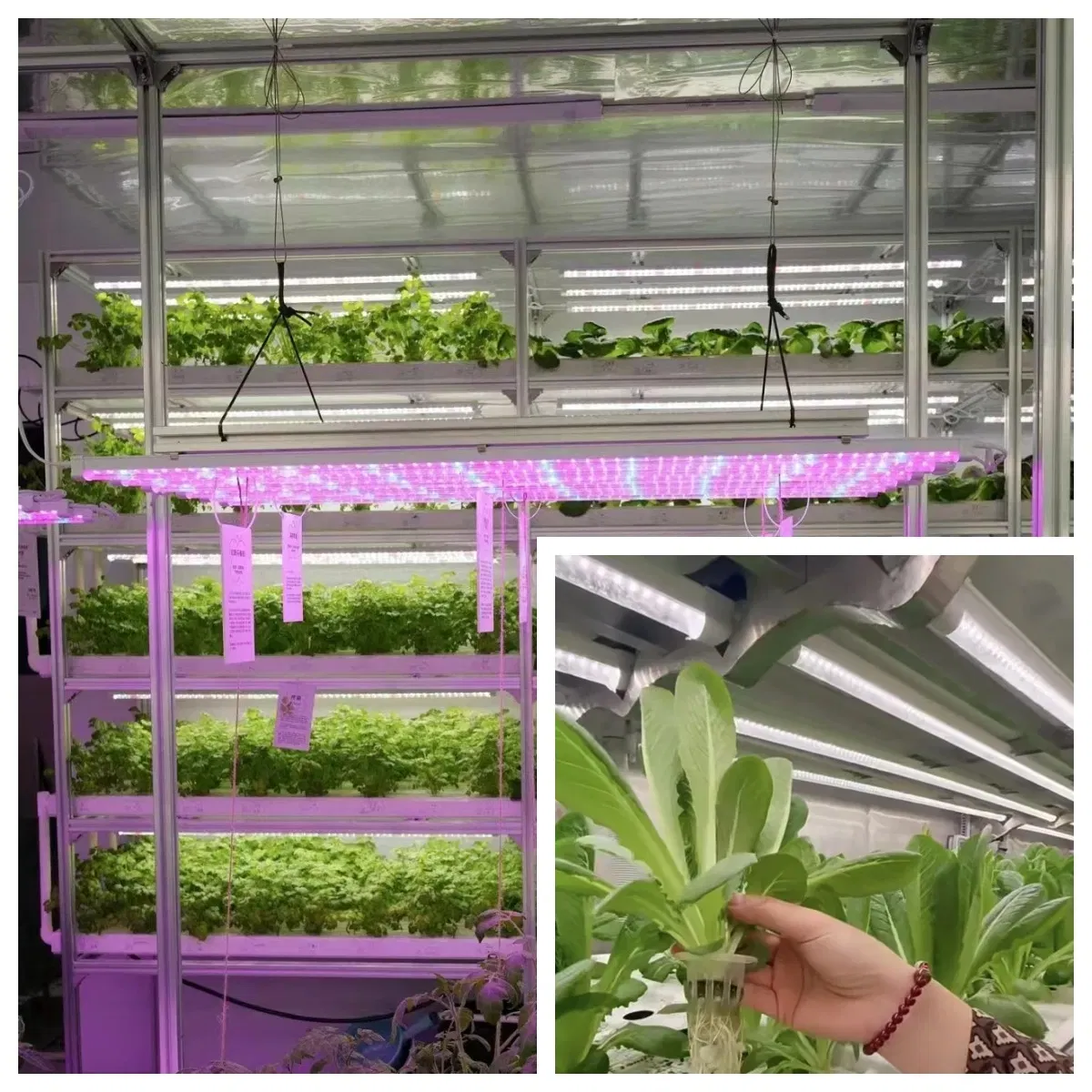 Fazenda de Contêineres de Transporte Plug-and-Play para Verduras Folhosas e Ervas