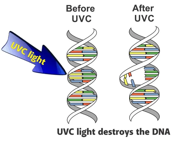 Ação da radiação UV-C no DNA