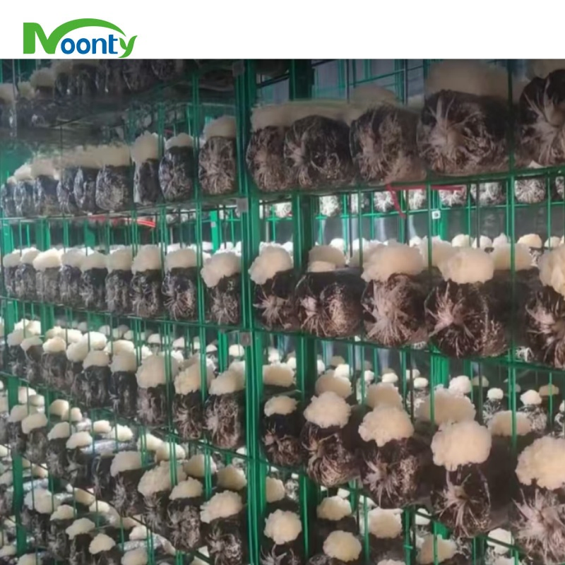 Sistema de Cultivo Vertical Hidropônico de Cogumelos em Contêineres de Envio Automático