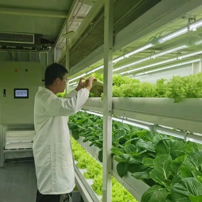 Fazenda de Contêineres de Transporte Plug-and-Play para Verduras Folhosas e Ervas