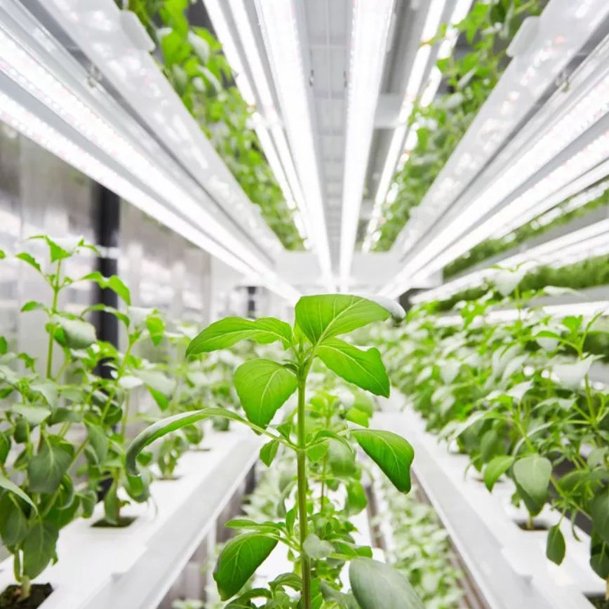 Fazenda Contêiner com Sistema Hidropônico para Agricultura Vertical Urbana