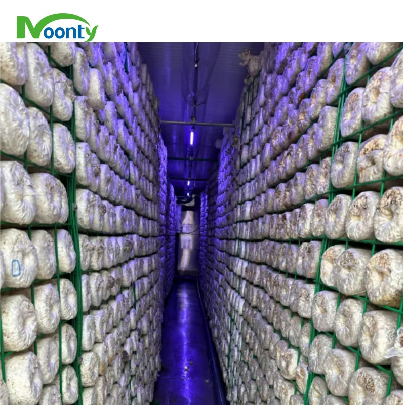 Sistema de Cultivo Vertical Hidropônico de Cogumelos em Contêineres de Envio Automático