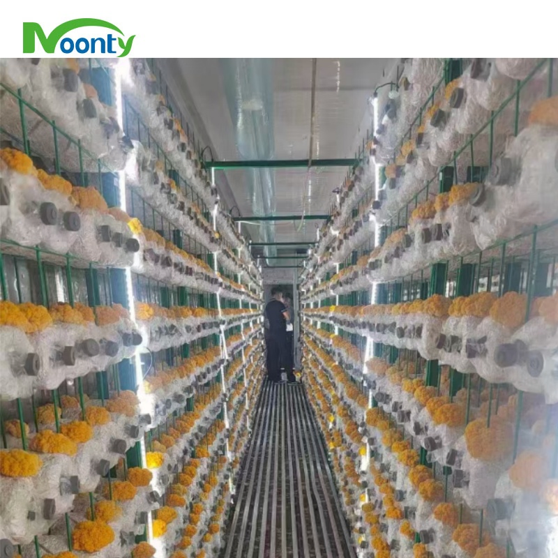Sistema de Cultivo Vertical Hidropônico de Cogumelos em Contêineres de Envio Automático