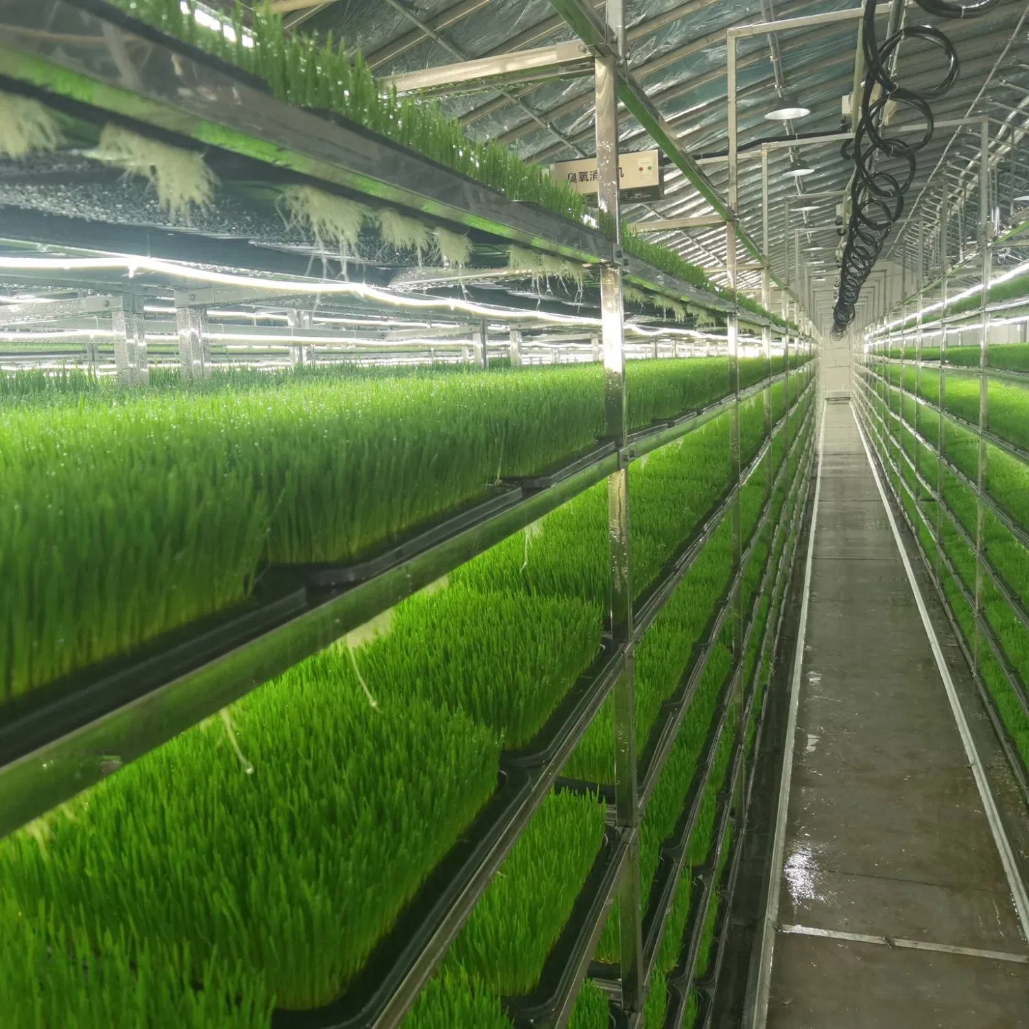 Fazenda Contêiner com Sistema Hidropônico para Agricultura Vertical Urbana