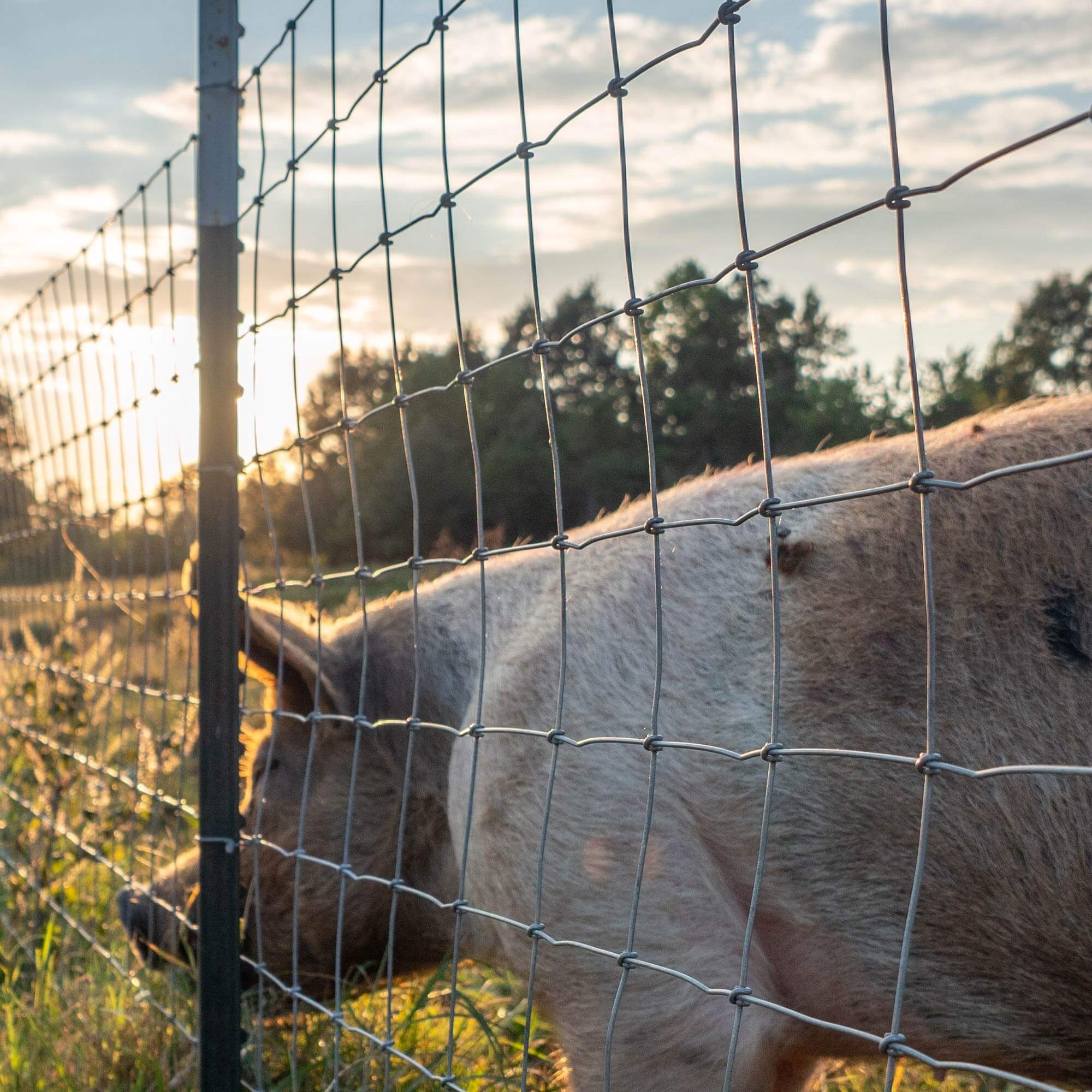 Agricultural Guarding Mesh