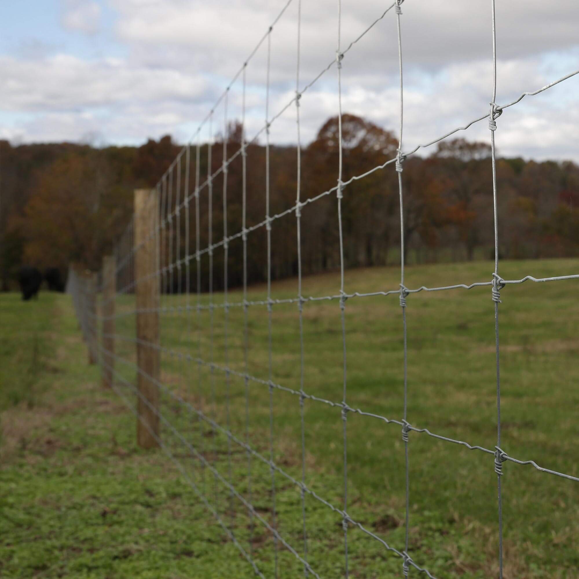 Protecting Mesh Application 1