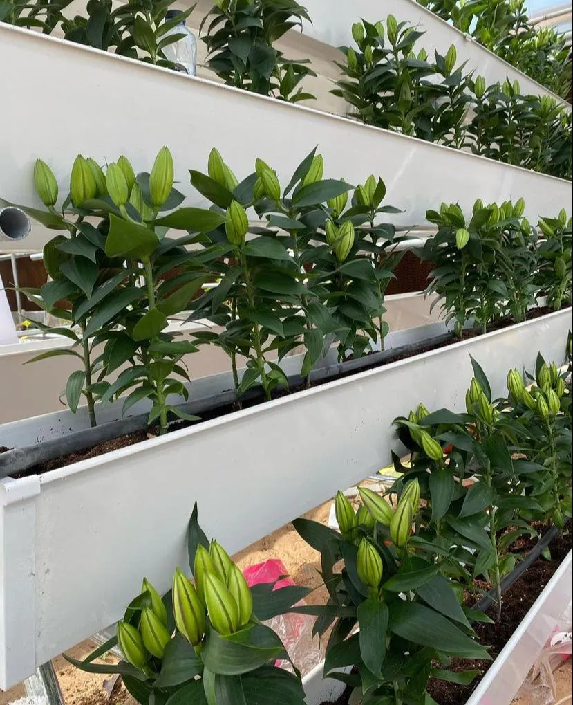 Hydroponic Gutter System