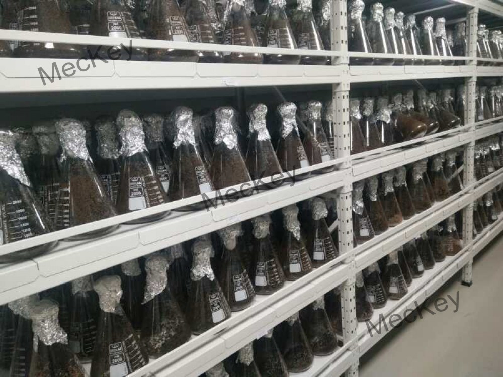 Global Premium Lysine Solutions for Efficient Supply Chain Optimization