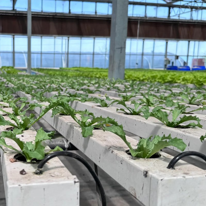 Greenhouse Nft Hydroponic Solution for Continuous Vegetable and Herb Production
