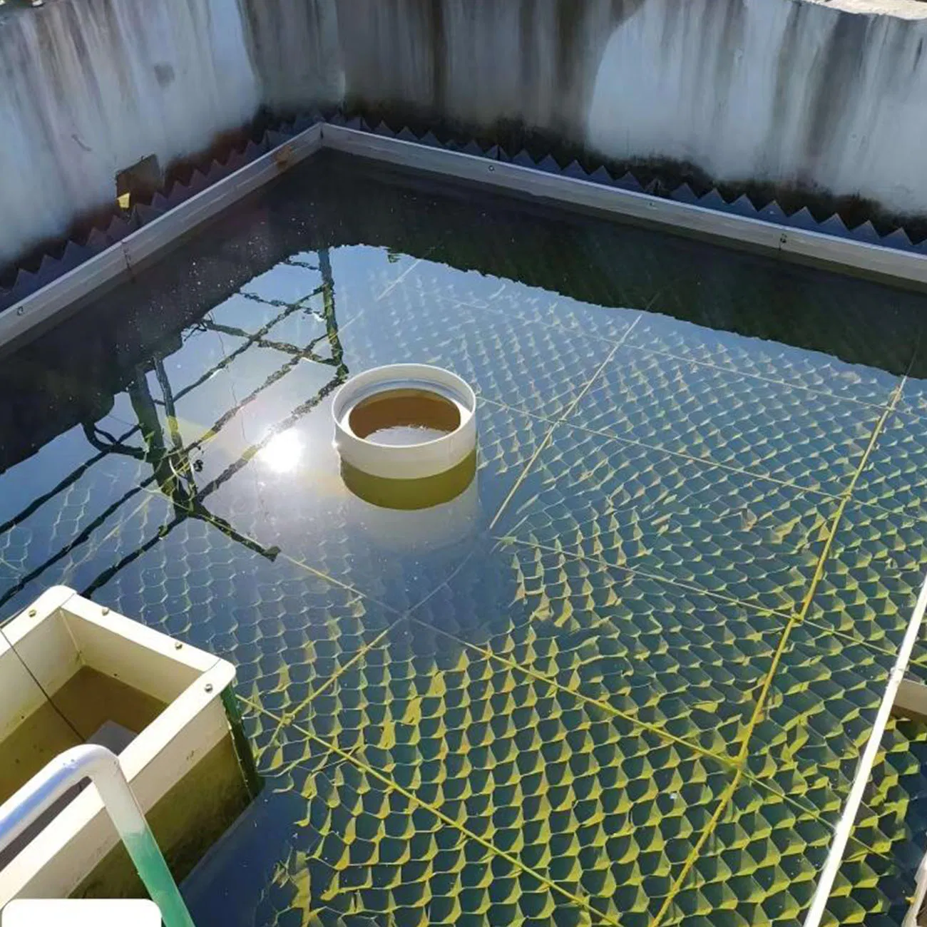 Efficient Pig Farm Wastewater Treatment for Sustainable Livestock Farming